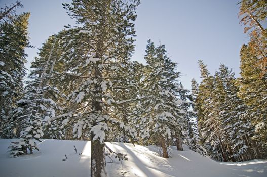 Backlit winter trees in Mammoth Mountain, CA