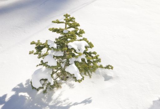 Snow buried Pine tree in California.