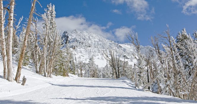 Snow-blown wilderness on Mammoth Mountain, CA.