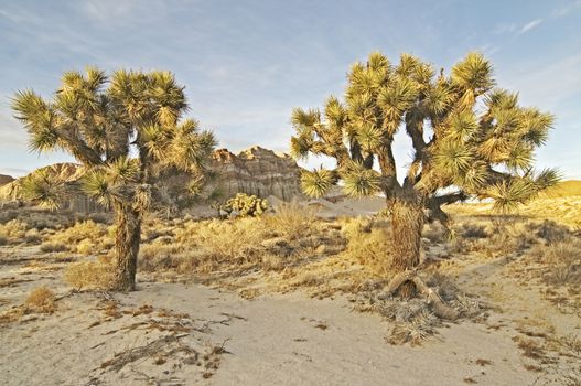 Red Cliffs Natural Preserve (Red Rock Canyon, CA)