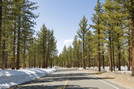 Road through winter forest near Mono Lake, California