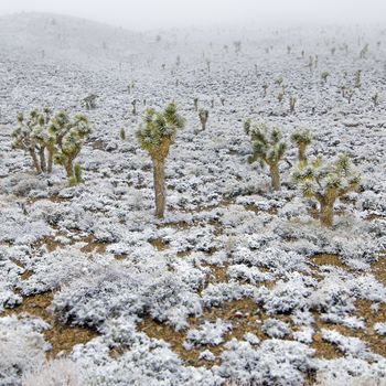 Snow-covered joshua trees in Death Valley National Park, California