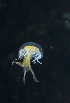 Jellyfish, jellies species off Anacapa Island, CA