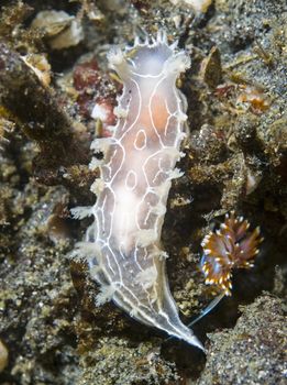 Tritonia festiva nudibranch off Anacapa Island, CA