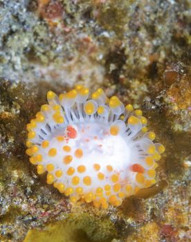 Triopha catalinae (Catalina triopha) (aka clown nudibranch) off Anacapa Island, CA