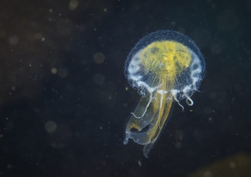 Jellyfish, jellies species off Anacapa Island, CA