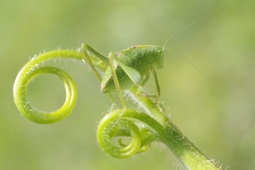 greater angle-wing katydid (Microcentrum rhombifolium) in late instar phase (juvenile)