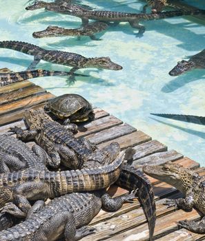 Lone turtle amongst congregation of alligators