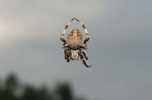 spider hanging from silken thread of web