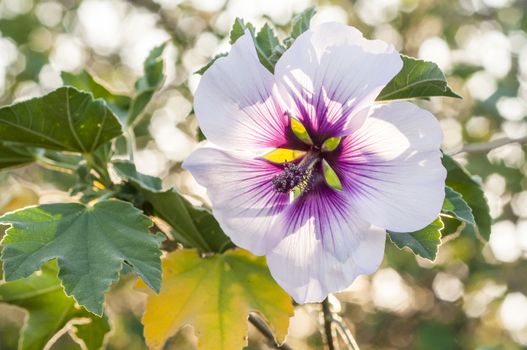 Hibiscus flower variety