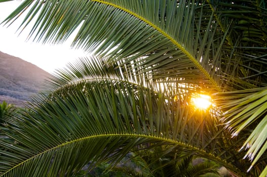 Palm tree branches backlit by setting sun