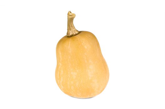 Butternut Squash (Cucurbita moschata) isolated against white background