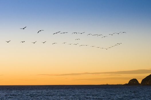Bird migration over Pacific Ocean near Sycamore Cove, California with Mugu Rock in the distance