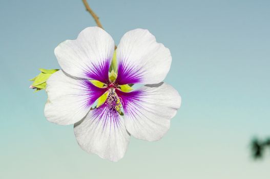 Hibiscus flower variety