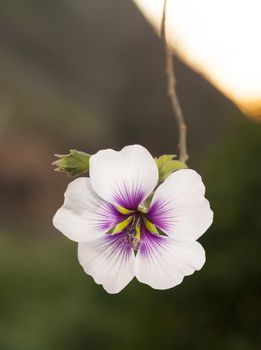 Hibiscus flower variety