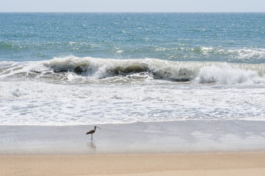 Whimbrel (Numenius phaeopus) on California beach