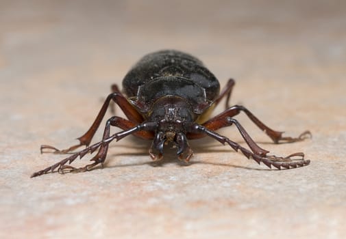 California prionus beetle (Prionus californicus) Male with conical antennae.