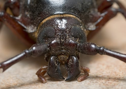 California prionus beetle (Prionus californicus) Male with conical antennae.