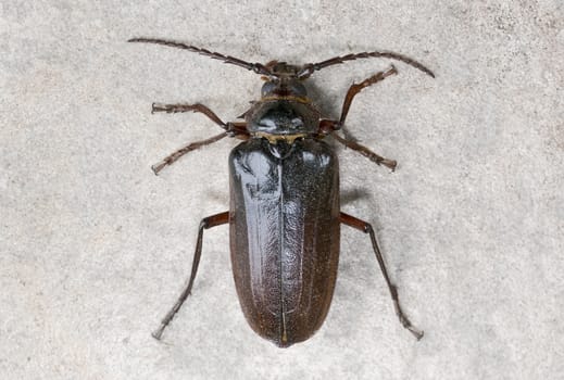 California prionus beetle (Prionus californicus) Male with conical antennae.