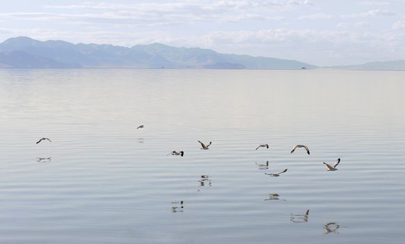 Gulls flying over the Great Salt Lake, Antelope Island State Park in Salt Lake City, Utah