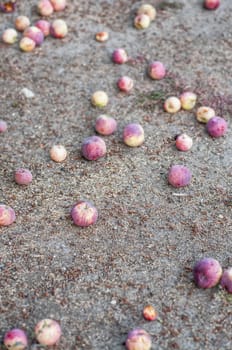 Fallen apples from tree