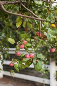 Ripe red apples on tree