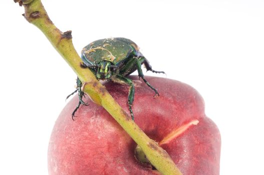 Mettalic green fig beetle (Cotinus texana) on apricot also called 'green fruit beetle', 'junebug', and 'figeater'). Common to the southwestern United States.