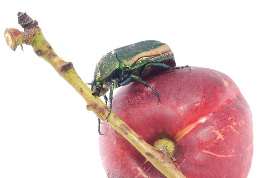 Mettalic green fig beetle (Cotinus texana) on apricot also called 'green fruit beetle', 'junebug', and 'figeater'). Common to the southwestern United States.