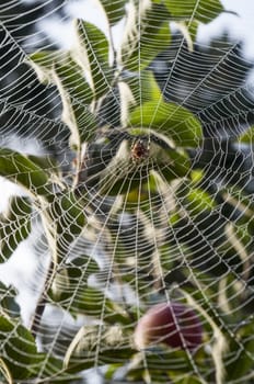 Spider hanging in center of web strung from trees with morning dew drops