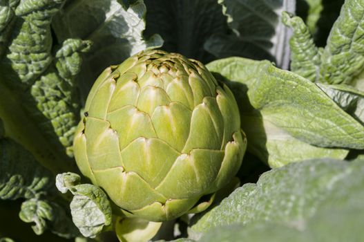 Ripe garden artichoke