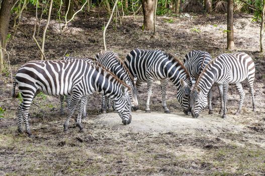 group of captive Grant's zebra (Equus quagga boehmi) feeding in zoo habitat