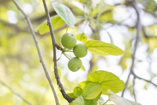 Ripening apples on tree