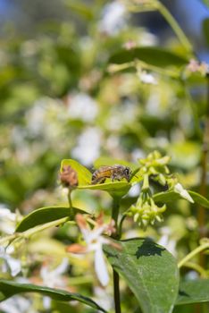 Western honey bee or European honey bee (Apis mellifera) resting on leaf