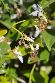 Western honey bee or European honey bee (Apis mellifera) on flower
