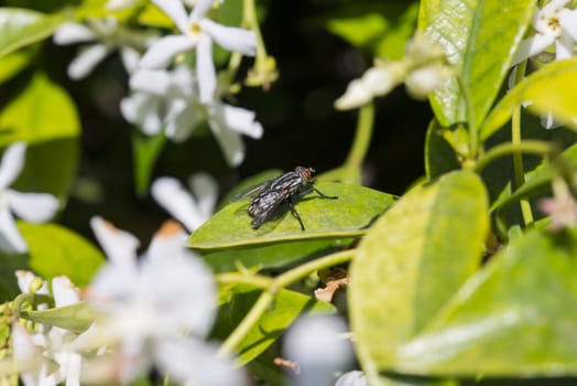 Fly landed on a plant leaf