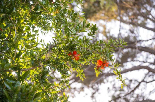 Pomegranate (Punica granatum) tree with fruit and flower blossoms