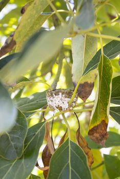 empty Hummingbird nest