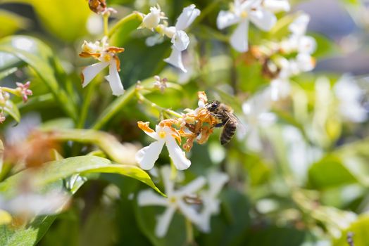 Western honey bee or European honey bee (Apis mellifera) on flower