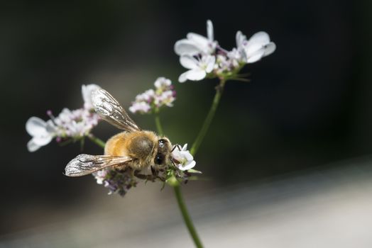 Western honey bee or European honey bee (Apis mellifera) on garden flower