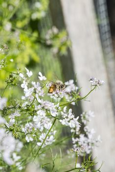 Western honey bee or European honey bee (Apis mellifera) on garden flower