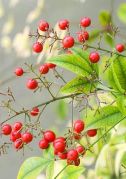 Red berries and green leaves