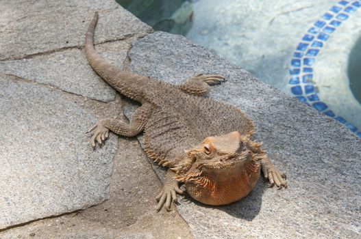 pet bearded dragon (Pogona) lizard by poolside