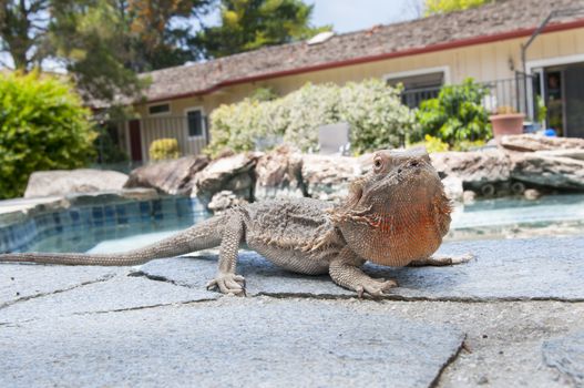 pet bearded dragon (Pogona) lizard by poolside