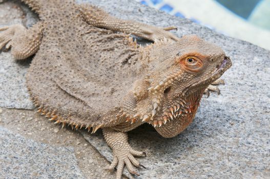 pet bearded dragon (Pogona) lizard by poolside