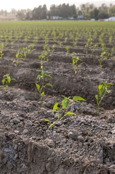 Planted seedlings on farmland