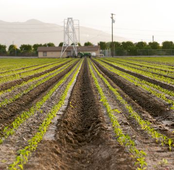 Rows of seedlings, farmland with tractor in the distance