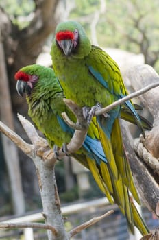 Parrots at Zoo