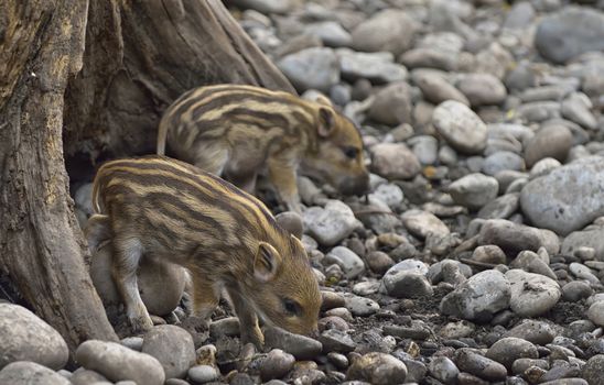 Sounder of young wild boars at zoo