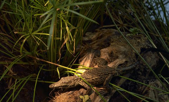 Baby crocodile resting on brunch of tree