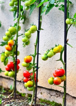 Close up of growing tomatoes lean on metal pole in the garden.